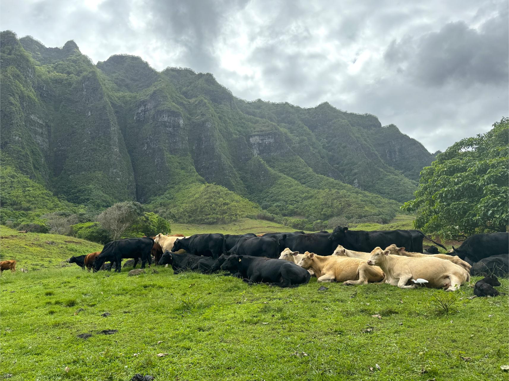 Real Hawaii meets Hollywood at Kualoa Ranch - Luxe Beat Magazine